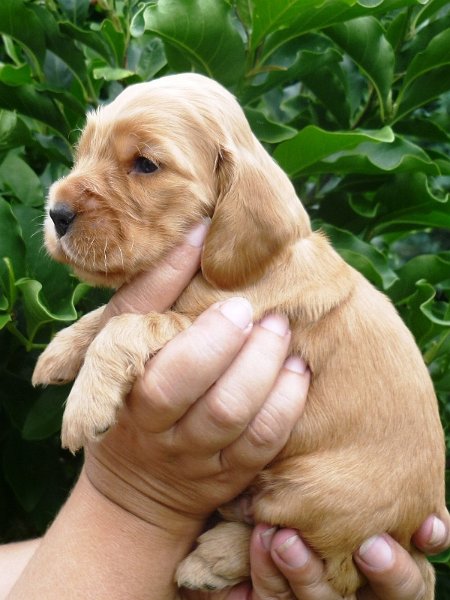 24 - 4.pejsek (fialová).JPG